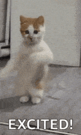 a cat is standing on its hind legs with the words excited written above it .