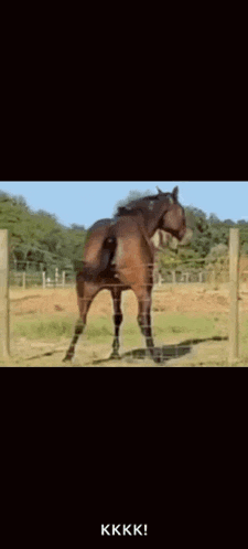 a brown horse standing in a field with a fence in the background and a caption that says kkk