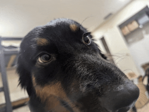 a close up of a black and brown dog 's nose