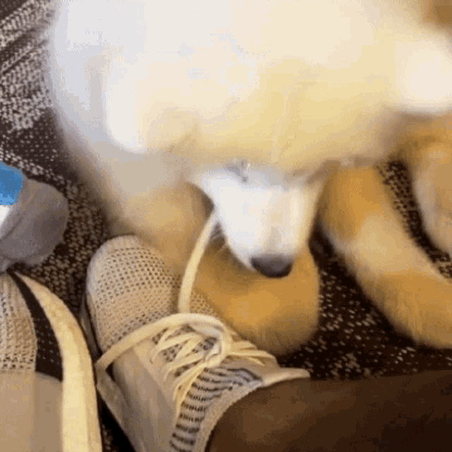 a dog is playing with a person 's shoe laces
