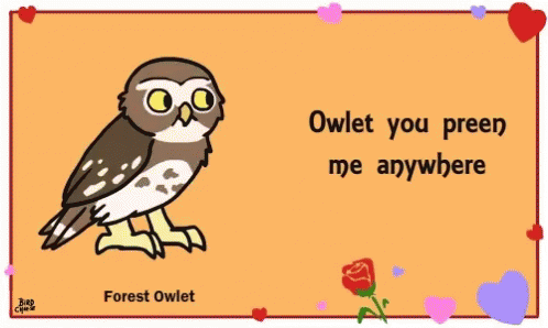 Bird Owlet You Preen Me Anywhere GIF - Bird Owlet You Preen Me Anywhere Owl GIFs