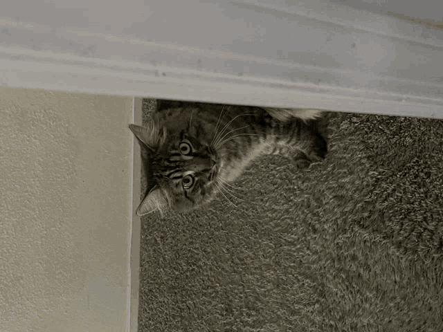 a cat peeking out from under a door