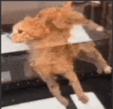 a cat is laying on a glass table .