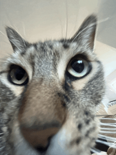 a close up of a cat looking at the camera with a blurry background
