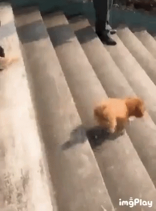 Dog Going Down Stairs GIF - Dog Going Down Stairs Puppy GIFs