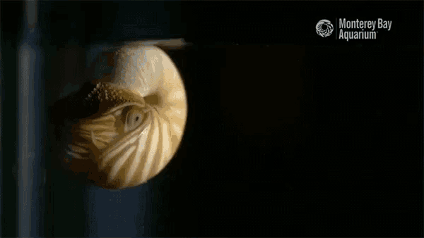 a poster for the monterey bay aquarium shows a sea shell