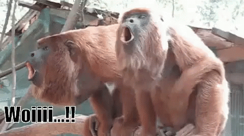 Monyet Ribut GIF