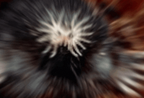 a blurry picture of a spider 's head with a spider 's face visible