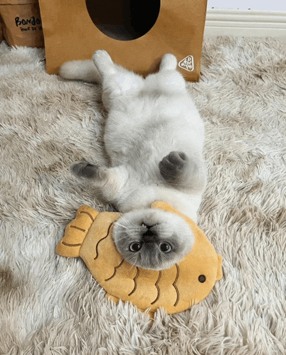a cat laying on its back with a fish shaped pillow
