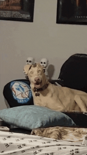 a dog laying on a bed in front of a movie poster that says ghosts