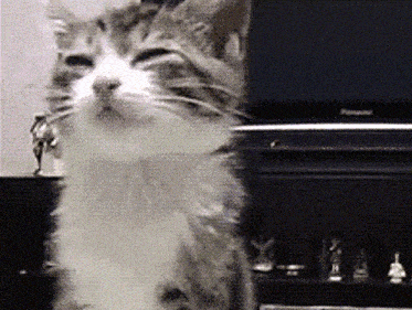 a cat is standing in front of a panasonic monitor