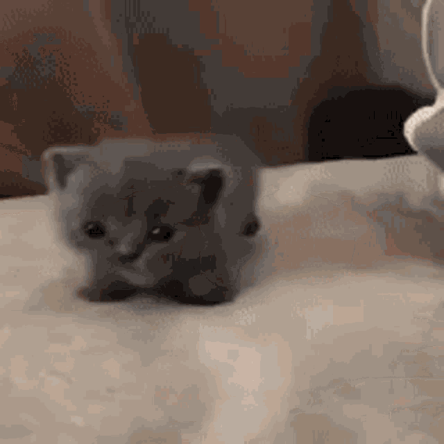 a gray kitten is walking on a bed next to a stuffed animal .