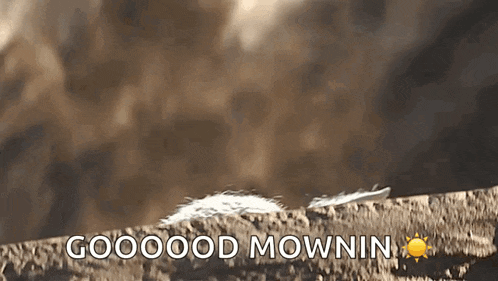 a feather laying on a rock with the words goooood mownin