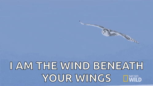 a snowy owl is flying through a blue sky with the words " i am the wind beneath your wings "