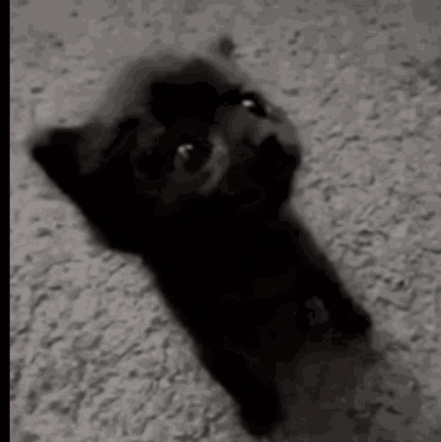 a black dog is laying on a carpet and looking up at the camera
