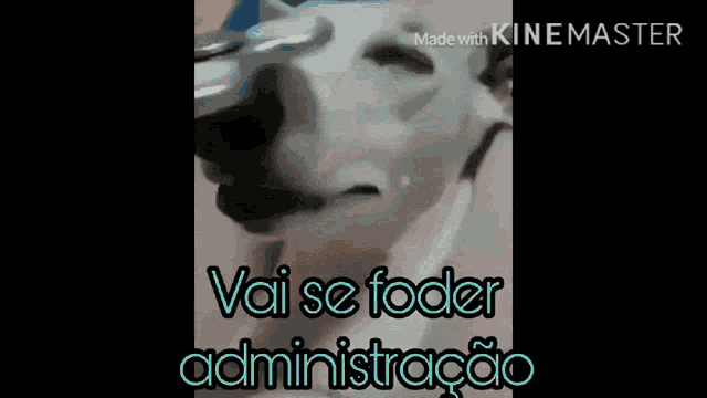 a dog is playing with a spinner and says vai se foder