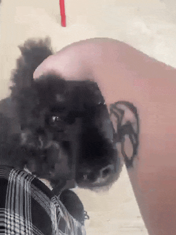 Beano Kai The Dog GIF - Beano Kai The Dog Poodle Pet GIFs