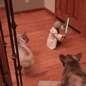 a dog is playing with a toy that looks like yoda while a cat looks on .