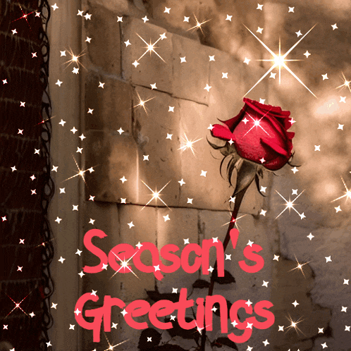 a red rose with the words season 's greetings written below it