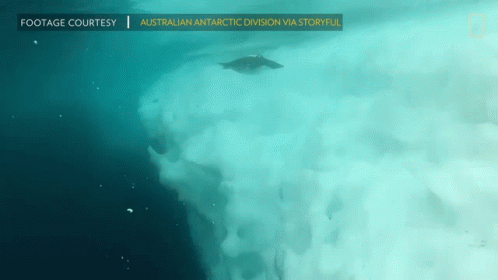 Footage Courtesy Australian Antartic Division Via Storyful National Geographic GIF - Footage Courtesy Australian Antartic Division Via Storyful National Geographic Adelie Penguin Numbers Have Marched Upward GIFs