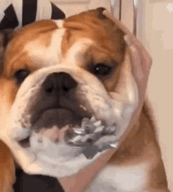 a close up of a person petting a bulldog with a shaving razor in its mouth .