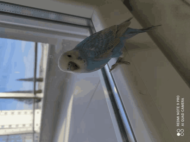 a blue and white bird is sitting on a window sill with a redmi note 8 pro camera