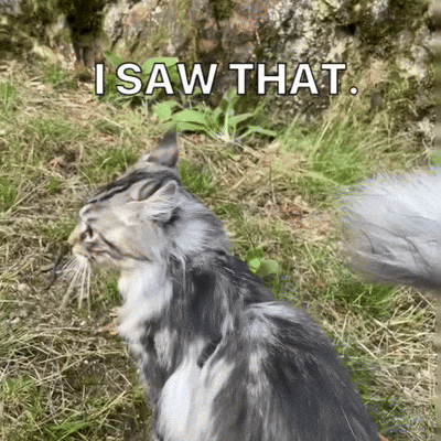 a cat is standing in the grass with the words " i saw that " written above it