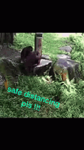Social Distancing Monkey GIF - Social Distancing Monkey Cute GIFs