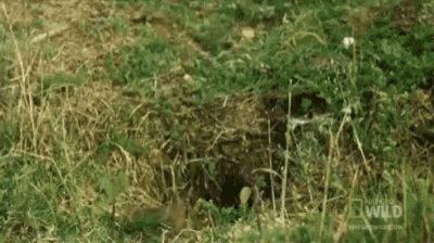 a squirrel is looking out of a hole in the grass and the words wait are above it