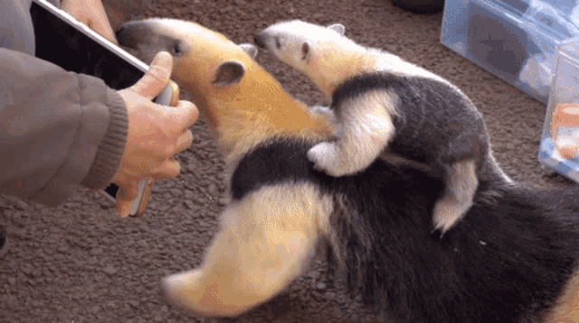 a person is feeding a baby anteater while holding a tablet