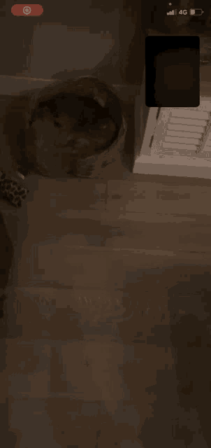 a phone screen shows a recording of a cat sleeping