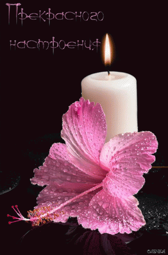 Flower Pink GIF - Flower Pink Candle GIFs