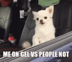 a small white dog is sitting in the back seat of a car and looking out the window with the caption me on gel vs people not
