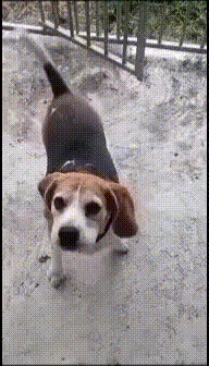 Dog Happy GIF - Dog Happy Beagle GIFs