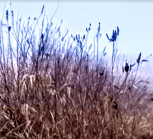 a field of tall grass with a blue sky behind it