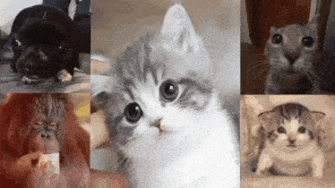 a collage of pictures of animals including a puppy a cat and a monkey