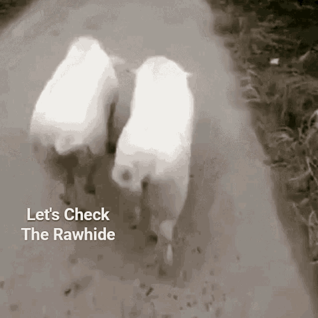 Pigwalk Lets Check The Rawhide GIF - Pigwalk Lets Check The Rawhide Pig Model Walk GIFs