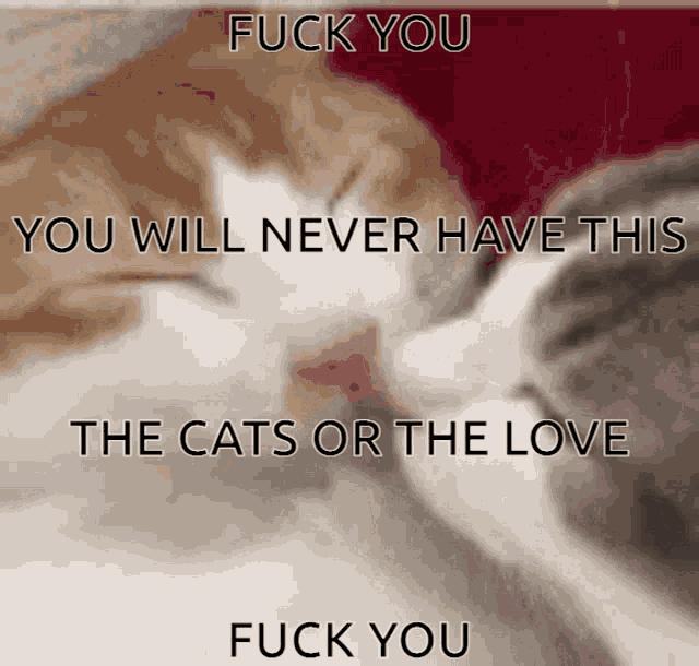 two cats kissing with the words " fuck you you will never have this the cats or the love "