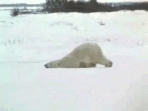 Polar Bear Mondays Be Like GIF - Polar Bear I Dont Want To Go GIFs