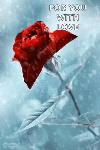 Rose Snow GIF - Rose Snow Flowers For You GIFs