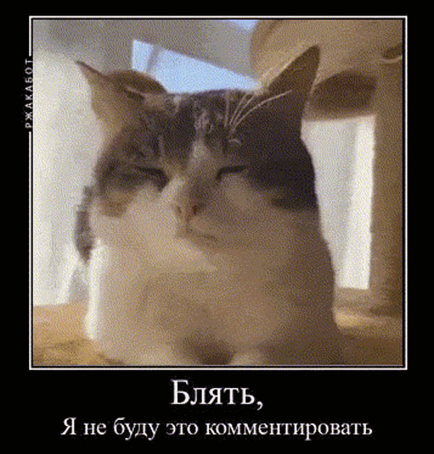 a cat is sitting on a table and looking at the camera with its eyes closed .