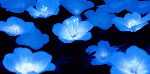 a bunch of blue flowers that are lit up in the dark