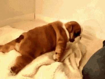 Funny Animals Bulldog GIF - Funny Animals Bulldog Puppy GIFs