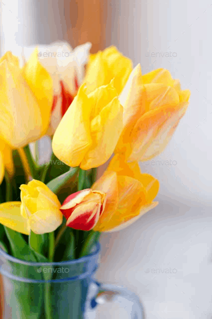 yellow and red tulips in a blue vase with the word envato at the bottom