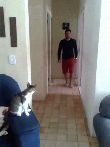 Cat High Five GIF - Cat High Five Whats Up GIFs