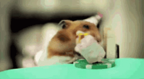 Eat Hamster GIF - Eat Hamster Cake GIFs