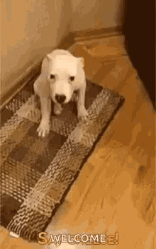 a white puppy is standing on a rug with the words welcome written on it .