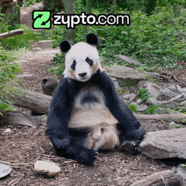 a panda bear sits on the ground with a zypto.com logo behind it