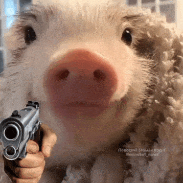 a person is holding a gun in front of a pig 's face
