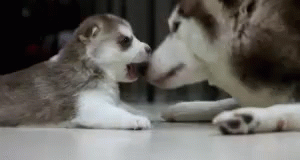 Baby Husky GIF - Parents Cute Dogs GIFs